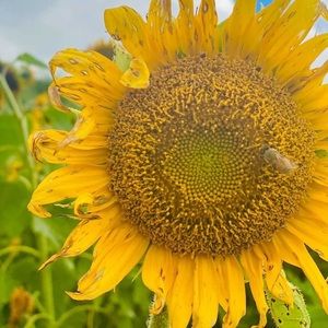 Meet your Posher, Aaliyah